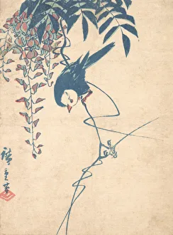 Wisteria and White-headed Bird, ca. 1842. ca. 1842. Creator: Ando Hiroshige