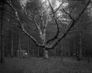 Serpentine Prints: Wizard Tree, Cathedral Woods, North Conway, White Mountains, The, c1900. Creator: Unknown