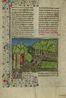 Canine Prints: A Wolf Attracted with Bait to a Covered Pit; Livre de la Chasse