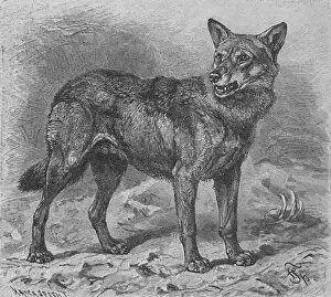 Babys Animal Picture Book Gallery: The Wolf, c1900. Artist: Helena J. Maguire