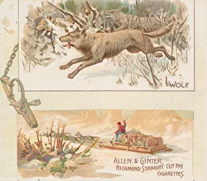 Pack Prints: Wolf, from Quadrupeds series (N41) for Allen & Ginter Cigarettes, 1890