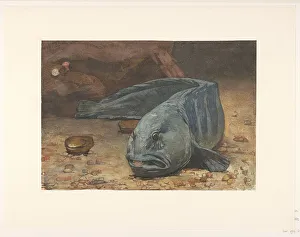 Aquarium Prints: Wolffish at the bottom of an aquarium, 1883. Creator: Willem Witsen