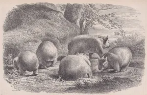 Jacque Prints: The Wombat, from Le Magasin Pittoresque, ca. 1852