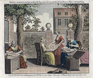 Sericulture Prints: Women examining silk moth eggs and putting them in boxes for hatching into caterpillars