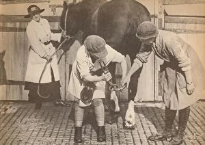 Associated Newspapers Ltd Gallery: Women as farriers in the horse hospital of a big firm of haulage contactors, c1916, (1935)