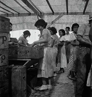 Packing Prints: Women packing apricots in large open sheds adjoining the orchards