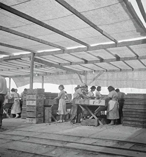 Packing Prints: Women packing apricots in large open sheds adjoining the orchards