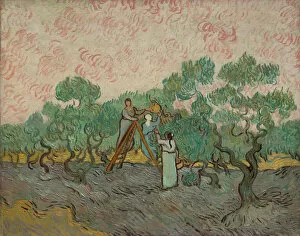 Gogh Collection: Women Picking Olives, 1889. Creator: Vincent van Gogh