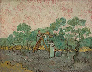 Harvest Prints: Women Picking Olives, 1889. Creator: Vincent van Gogh