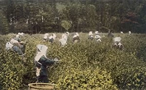 Women picking tea, with male overseer, 1890's. Creator: Japanese Photographer (19th Century)