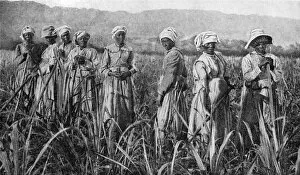 Sugar Plantation Collection: Women tending young sugar canes in Jamaica, 1922
