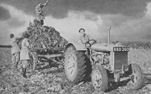 War Work Gallery: Womens Land Army lifting a crop, World War II, 1940