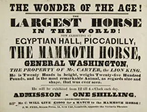 Scrap Book Prints: The Wonder of the Age! The Largest Horse in the World