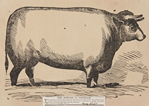 Enormous Prints: The Wonder of Creation, Brother Jonathan the American Mammoth Ox