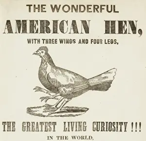 Scrap Book Prints: The Wonderful American Hen with three wings and four legs, 1837. Creator: Unknown
