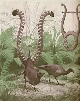 The Wonderful Tail of the Lyre Bird, 1935
