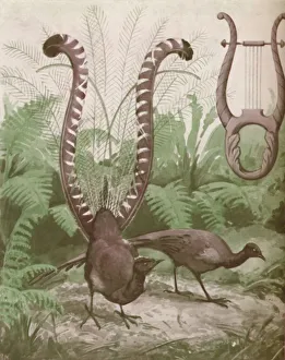 Inspiration Collection: The Wonderful Tail of the Lyre Bird, 1935