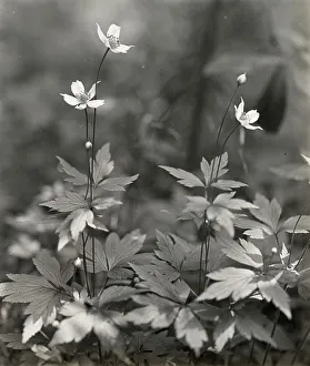Anemone Prints: Wood anemone, between 1915 and 1935. Creator: Frances Benjamin Johnston