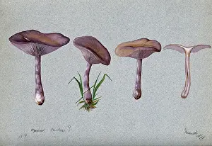 Cancer Prints: The wood blewit fungus (Lepista nuda): four fruiting bodies, 1898. Creator: Unknown