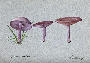 1901 Prints: The wood blewit fungus (Lepista nuda): three fruiting bodies, 1901. Creator: Unknown