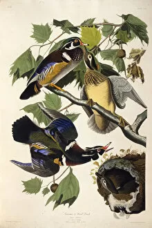 Animals And Birds Collection: The wood duck. From The Birds of America, 1827-1838. Creator: Audubon