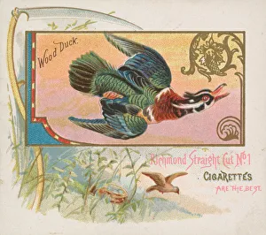 Wood Duck, from the Game Birds series (N40) for Allen & Ginter Cigarettes, 1888-90