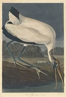 Wading Bird Gallery: Wood Ibis, 1834. Creator: Robert Havell