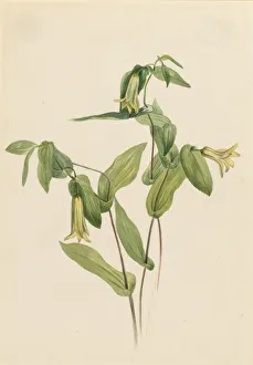 Watercolor On Paper Prints: Wood Merrybells (Uvularia perfoliata), n. d. Creator: Mary Vaux Walcott