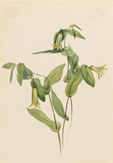 Wildflower Gallery: Wood Merrybells (Uvularia perfoliata), n.d. Creator: Mary Vaux Walcott
