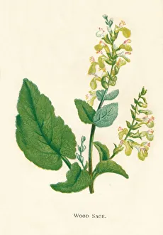 Growth Gallery: Wood Sage, c1891, (1891). Artist: Anne Pratt