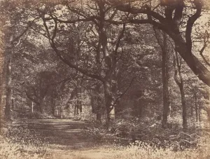 Cheshire Prints: Wood-scene, Norton, Cheshire, 1856. Creator: Thomas Davies