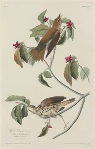 Robert Havell Prints: Wood Thrush, 1829. Creator: Robert Havell