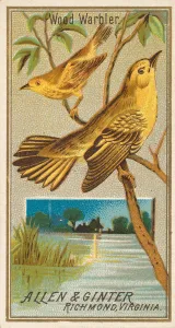Wood Warbler, from the Birds of America series (N4) for Allen &