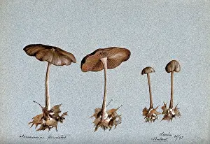 Wood woolly foot mushroom (Collybia peronata): four fruiting bodies, 1893. Creator: C Bucknall