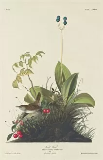 Wood Wren, 1833. Creator: Robert Havell