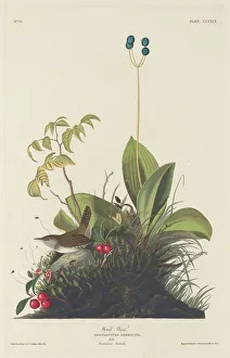 Perennial Prints: Wood Wren, 1833. Creator: Robert Havell