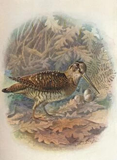 Birds And Their Nests Collection: Woodcock - Scol opax rustic ula, c1910, (1910). Artist: George James Rankin