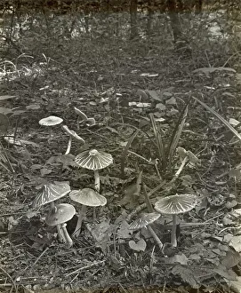 Woodland mushrooms, between 1915 and 1935. Creator: Frances Benjamin Johnston