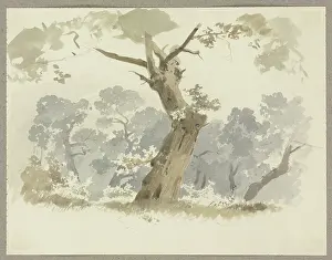 Aged Prints: Woodland scene, a crooked tree in the foreground