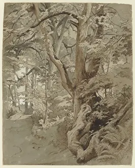 Cyathea Prints: Woodland scene with an oak tree and ferns, 19th century. Creator: Johann Wilhelm Schirmer