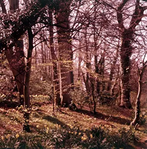 Narcissus Prints: Woodland walk, Palace Hotel, Torquay, Devon, c1955. Creator: Arthur Charles Kirby Ware