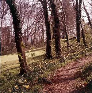 Narcissus Prints: Woodland walk, Palace Hotel, Torquay, Devon, c1955. Creator: Arthur Charles Kirby Ware