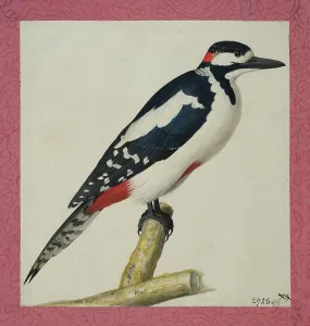 Watercolor On Paper Prints: Woodpecker, 1653. Creator: Pieter Holsteyn the Younger