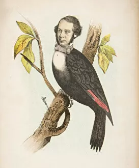 Comic Collection: Woodpecker (William B. Gihon), from The Comic Natural History of the Human Race, 1851