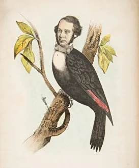 Rosenthal And Kraemer Prints: Woodpecker (William B. Gihon), from The Comic Natural History of the Human Race, 1851