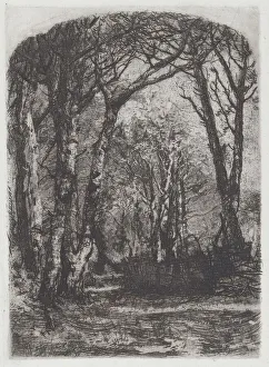 Bianchi Prints: Woods [Bosco], c. 1895. Creator: Mose, Bianchi
