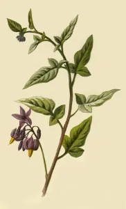 Woody - Nightshade, 1877. Creator: Frederick Edward Hulme