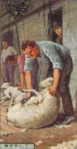 Sheep Shearer Prints: Wool, 1. - Shearing Sheep by Machinery, Australia, 1928