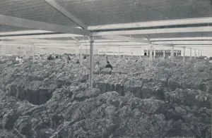 Bale Gallery: Wool for Sale in a Melbourne Showroom, 1923. Creator: Unknown