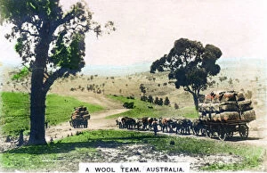 Army Club Cigarettes Gallery: A wool team, Australia, c1920s.Artist: Cavenders Ltd